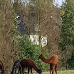 Photo n°2 de l'avis de Margit.u fait le 03/11/2019 à 09:52 sur le  Rusticus Witzhelden à Leichlingen