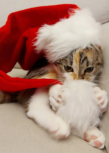 Comentarii opinii despre Pilichowski Amadeusz Przychodnia Weterynaryjna - USG, EKG