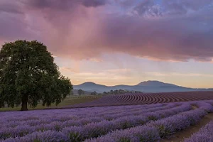 Bridestowe Lavender Estate image