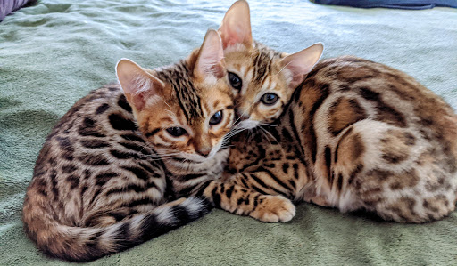 Porter County Pet Clinic