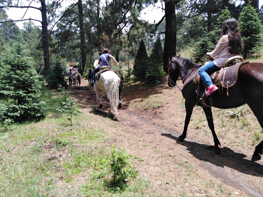 Servicio de paseo a caballo Ciudad López Mateos