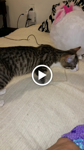 Auto Body Shop «Caliber Collision», reviews and photos, 13048 Firestone Blvd, Santa Fe Springs, CA 90670, USA