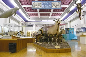 Hunterian Zoology Museum image