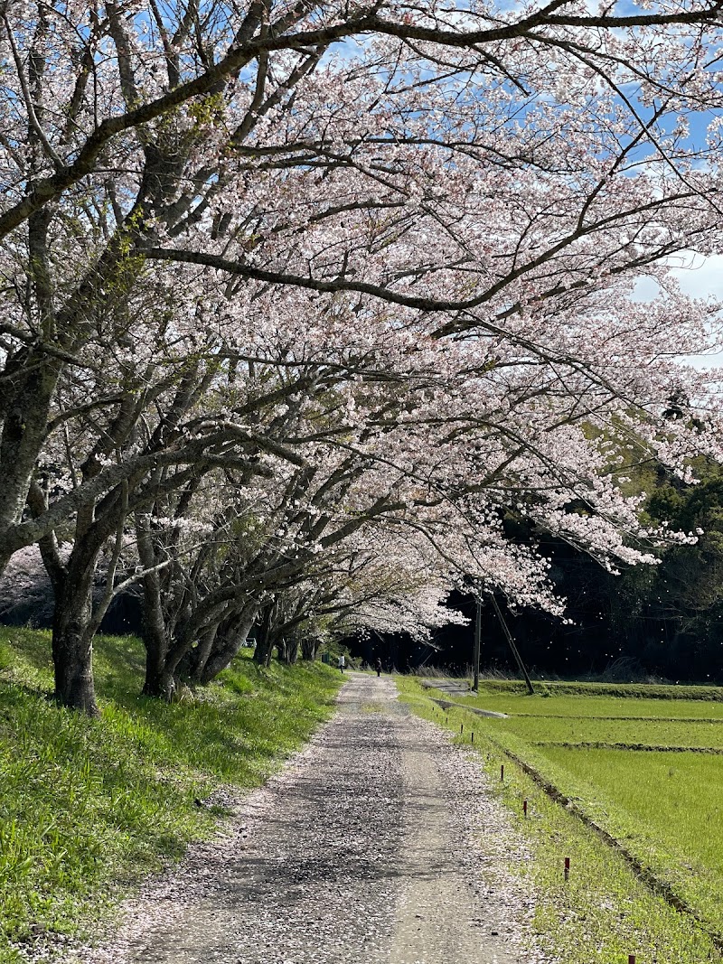 故郷の桜並木