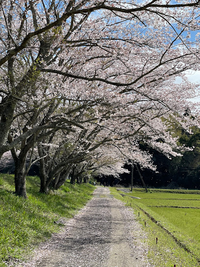 故郷の桜並木