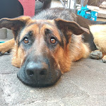 Photo n°1 de l'avis de Andrei.r fait le 11/07/2018 à 16:15 sur le  Schlemmerstube Kolkwitz - Pension und Restaurant à Heideblick