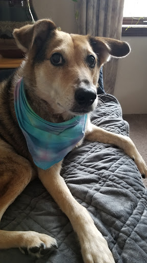 Lakeview Veterinary Clinic image