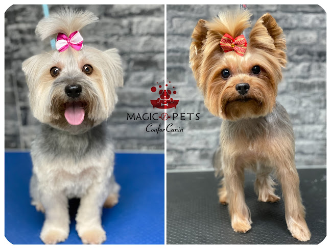 Magic Pets Iasi - Coafor Canin/Grooming Salon - Veterinar