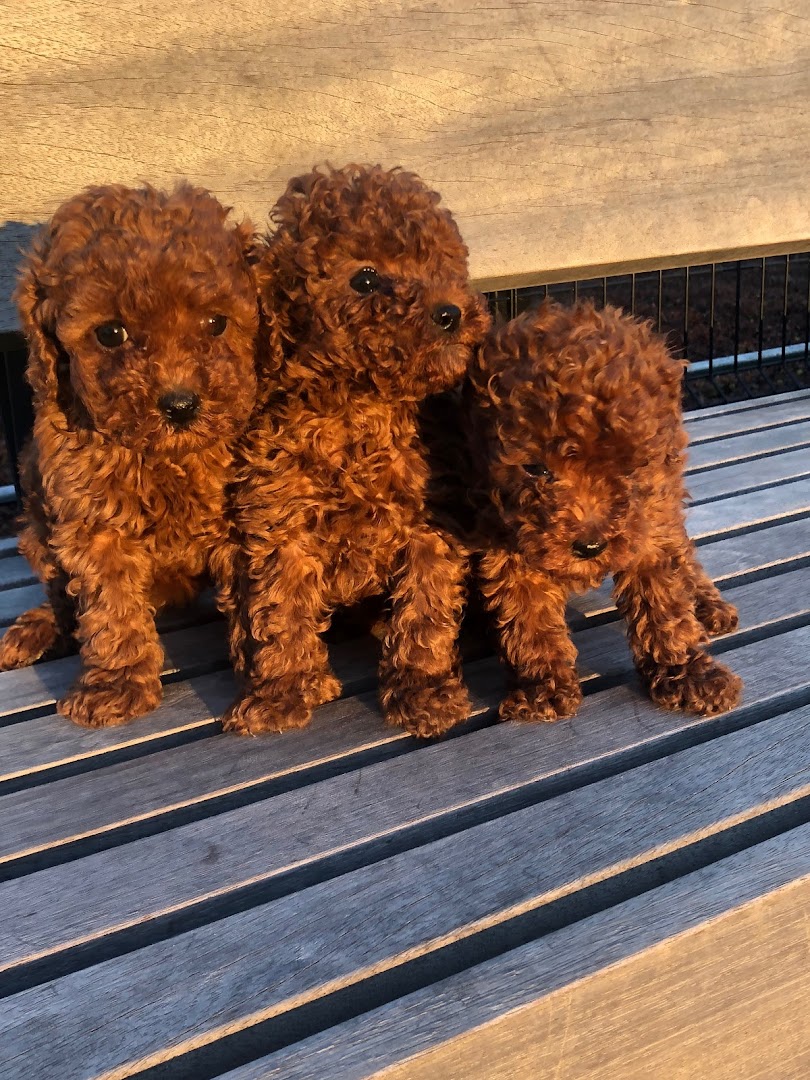 Bella's Red Toy Poodle