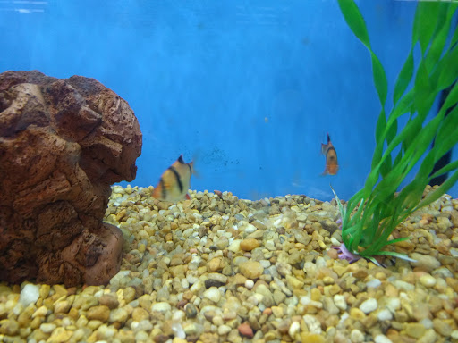 Pet Supply Store «Petco Animal Supplies», reviews and photos, 110 Percival Rd, Columbia, SC 29206, USA