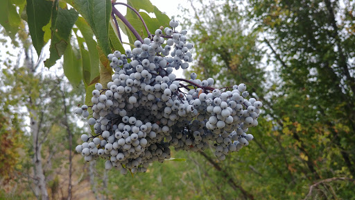 Campground «Winthrop / N. Cascades National Park KOA», reviews and photos