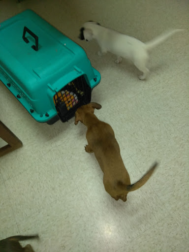 Animal Hospital «Animal Medical Corpus Christi», reviews and photos, 6822 Everhart Rd, Corpus Christi, TX 78413, USA