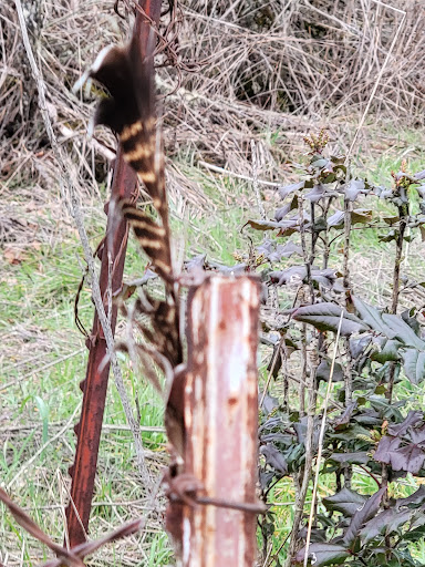 Park «Willamette Heights Park», reviews and photos, 508 Valley View, Springfield, OR 97477, USA