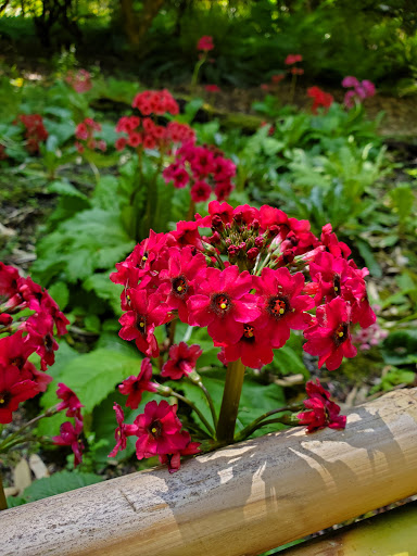 Botanical Garden «Rhododendron Species Botanical Garden», reviews and photos, 2525 S 336th St, Federal Way, WA 98003, USA