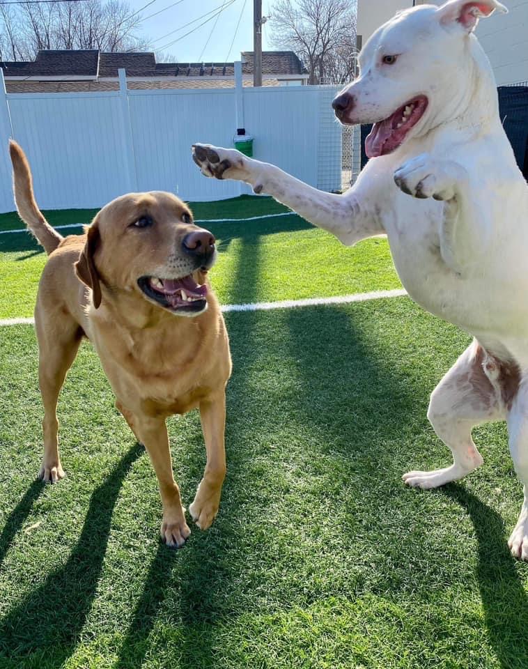 Fissan Training Kennels