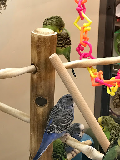 Pet Supply Store «Petco Animal Supplies», reviews and photos, 8213 Hwy 72 W c, Madison, AL 35758, USA