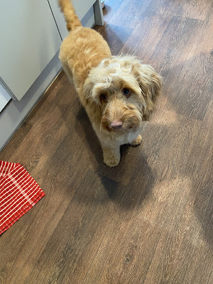 Little Howlers Dog Grooming Salon