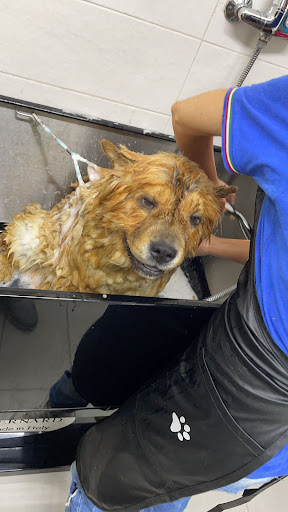 Pensioni per cani e dog hotel a Diamond Coat