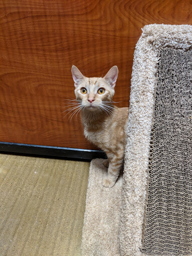 Pet Supply Store «PetSmart», reviews and photos, 1140 W Elliot Rd, Tempe, AZ 85284, USA