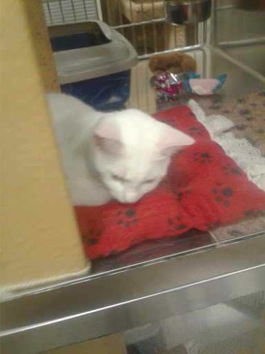 Pet Supply Store «PetSmart», reviews and photos, 6204 W Park Blvd, Plano, TX 75093, USA