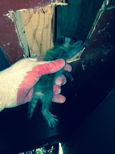 Pest Control Service «Critter Control of Miami», reviews and photos