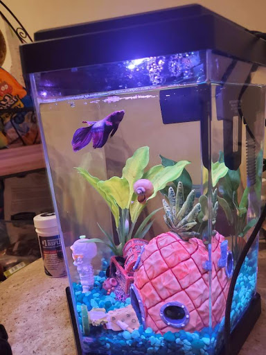 Pet Supply Store «PetSmart», reviews and photos, 8204 Leesburg Pike, Vienna, VA 22182, USA