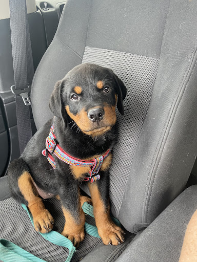 Pet Store «Pet City Pet Shops», reviews and photos, 750 Citadel Dr N # 2092, Colorado Springs, CO 80909, USA