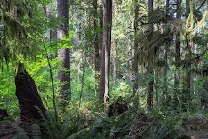 Bob Bammert Grove Trail image