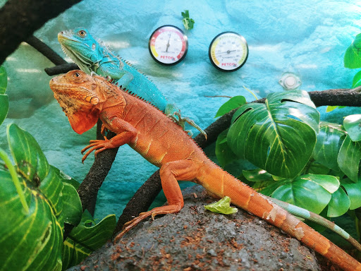 Pet Supply Store «Petco Animal Supplies», reviews and photos, 31419 Pacific Hwy S, Federal Way, WA 98003, USA