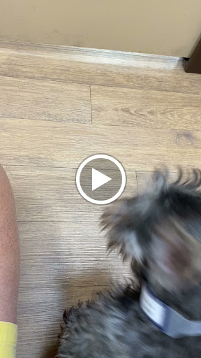 Pet Store «Petland Las Vegas», reviews and photos, 8800 W Charleston Blvd #3, Las Vegas, NV 89145, USA