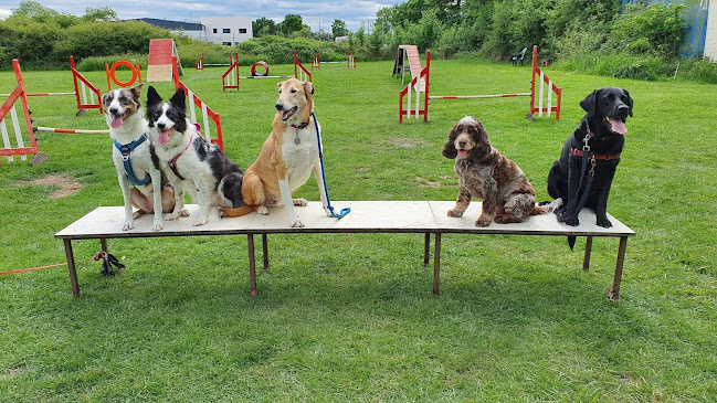 Reviews of Agility Training @ Paws On in Leicester - Dog trainer