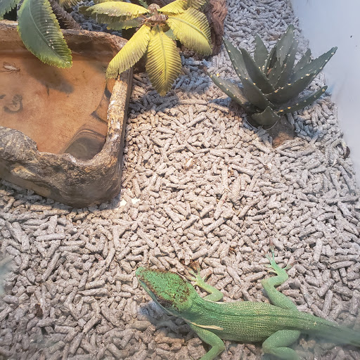 Pet Store «Planet Pet Shop», reviews and photos, 6624 Eastern Ave, Bell Gardens, CA 90201, USA