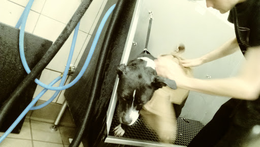 Pet Supply Store «Pet Supplies Plus», reviews and photos, 9 Waukegan Rd, Deerfield, IL 60015, USA