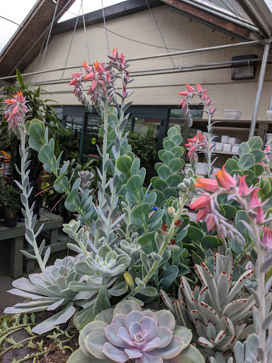 Garden Center «Pike Nurseries», reviews and photos, 6050 Bethelview Rd, Cumming, GA 30040, USA