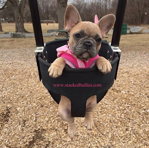 Stacked Bullies Quality French Bulldogs ( PET SERVICES )
