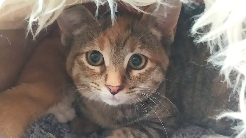Protectora de animales - Manresa Felina