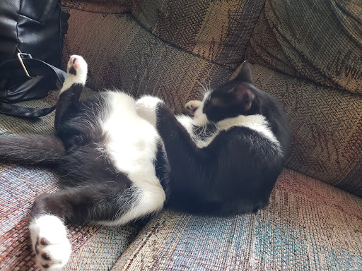 Pet Supply Store «PetSmart», reviews and photos, 1550 Butterfield Rd, Downers Grove, IL 60515, USA