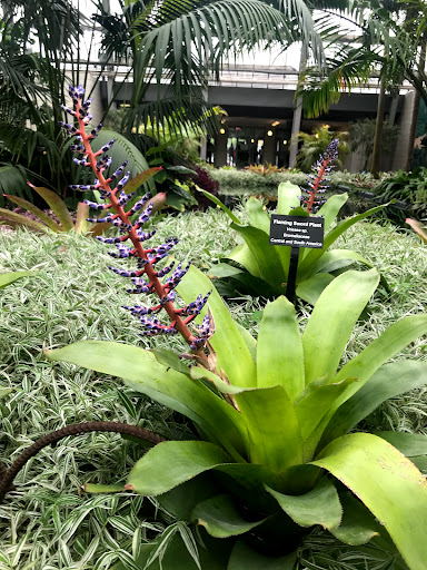 Park «Garfield Park Conservatory», reviews and photos, 300 N Central Park Ave, Chicago, IL 60624, USA