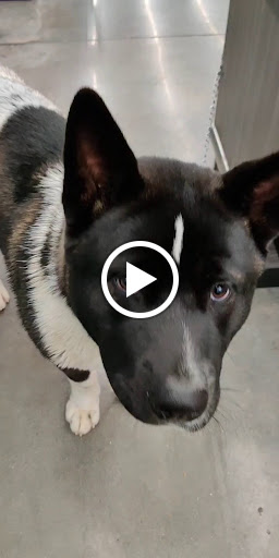 Pet Supply Store «Pet Supplies Plus», reviews and photos, 6199 GA-92 Suite 160, Acworth, GA 30102, USA