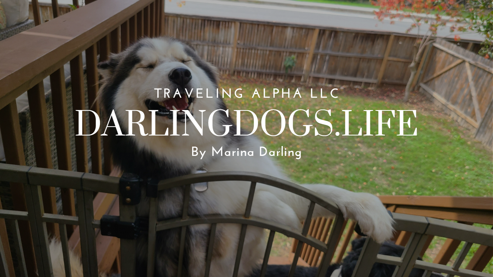 Darling Dogs - Traveling Alpha LLC