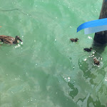 Photo n°7 de l'avis de ermano.i fait le 30/07/2019 à 14:14 sur le  Dorada Lago à Monte Isola