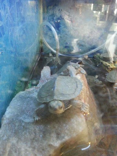 Pet Supply Store «Pet Station Jackson», reviews and photos, 1617 E Michigan Ave, Jackson, MI 49202, USA