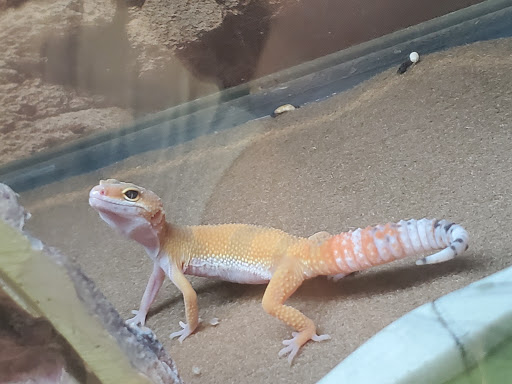 Pet Supply Store «Petco Animal Supplies», reviews and photos, 1415 E Warner Rd, Gilbert, AZ 85296, USA