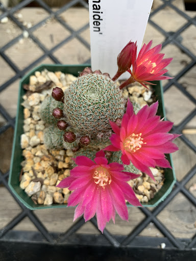 Gift Shop «Desert Creations Nursery and Gift Shop», reviews and photos, 18161 Parthenia St, Los Angeles, CA 91325, USA