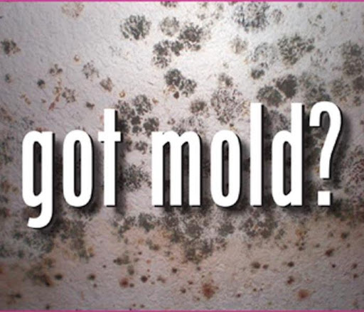 Athens Mold Inspection Experts