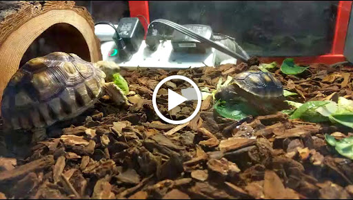 Tropical Fish Store «Sunset Pet & Supplies», reviews and photos, 1373 Sunset Blvd, Los Angeles, CA 90026, USA