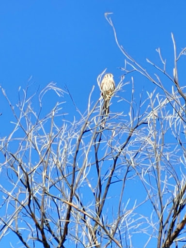 Park «Conocido Park», reviews and photos, 15645 N 31st Dr, Phoenix, AZ 85053, USA