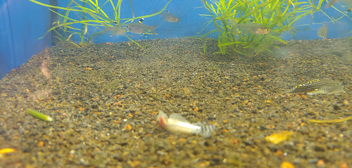 Pet Store «Critter Cabana», reviews and photos, 516 E 1st St, Newberg, OR 97132, USA