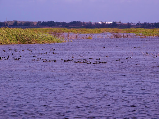 Nature Preserve «Lake Apopka Wildlife Drive», reviews and photos, 2803 Lust Rd, Apopka, FL 32703, USA