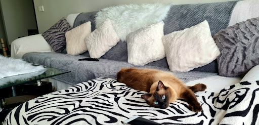 Clínica Veterinaria Campamento en Valencia